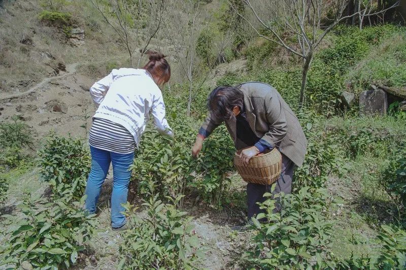 有关于乡村行走：象园沟里采茶忙的信息(2)