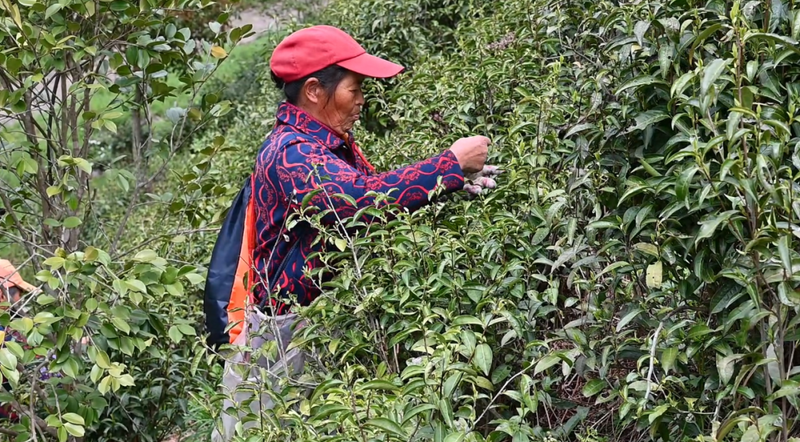 有关于祁门红茶全面开采的资讯(1)