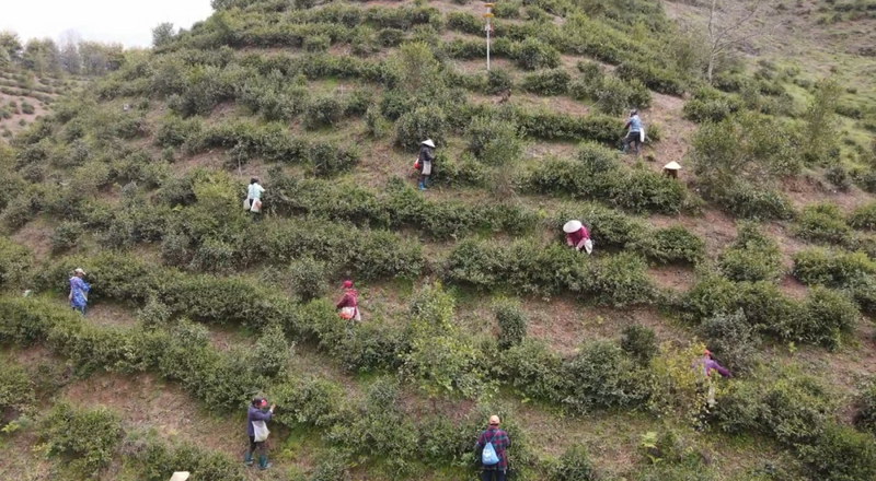 有关于祁门红茶全面开采的资讯