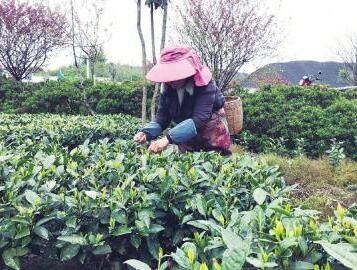 关于质价齐升 四川春茶喜迎“开门红”的新闻
