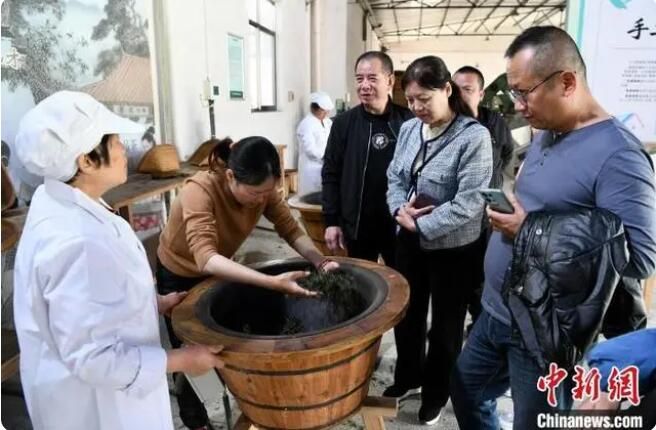 关于乡约福建：福州春茶开采正当时的内容(4)