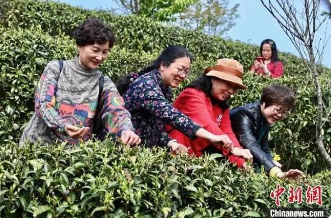 关于乡约福建：福州春茶开采正当时的内容(5)