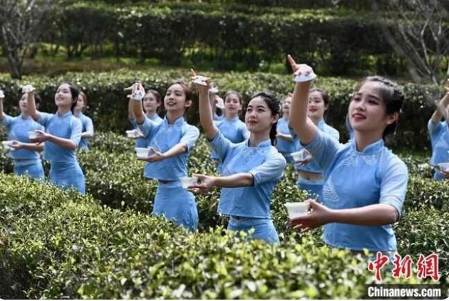 关于乡约福建：福州春茶开采正当时的内容(2)