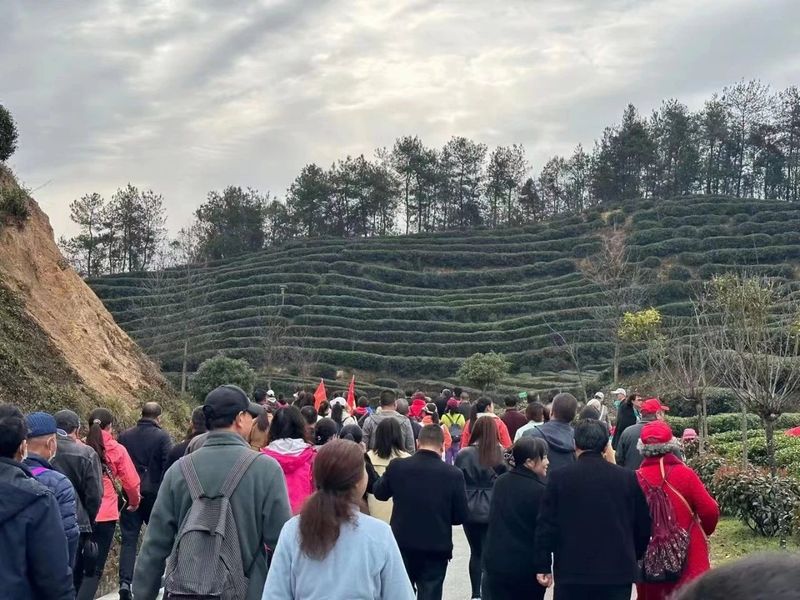 有关于春意盎然，茶香四溢！汉中茶事活动精彩纷呈！的内容(15)