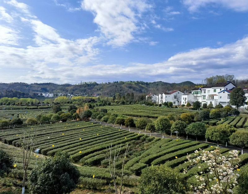 有关于春意盎然，茶香四溢！汉中茶事活动精彩纷呈！的内容(4)
