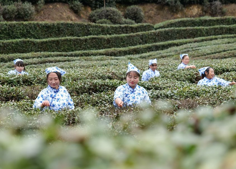有关于春意盎然，茶香四溢！汉中茶事活动精彩纷呈！的内容(10)