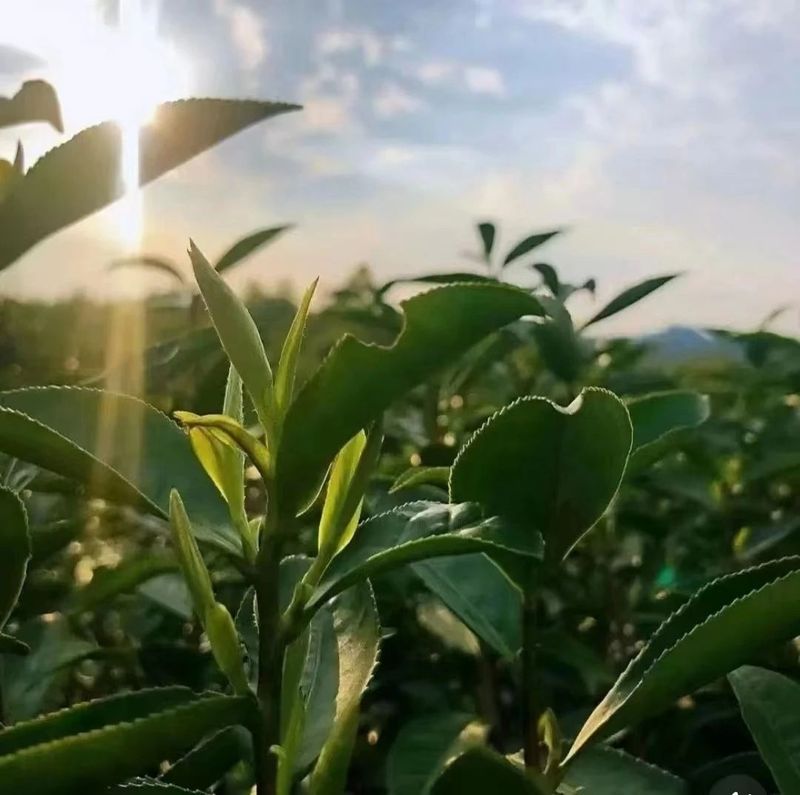 有关于春意盎然，茶香四溢！汉中茶事活动精彩纷呈！的内容