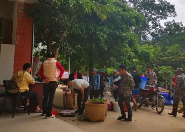 有关于南开乡革新村雨林古树茶产业步入快车道的消息(4)