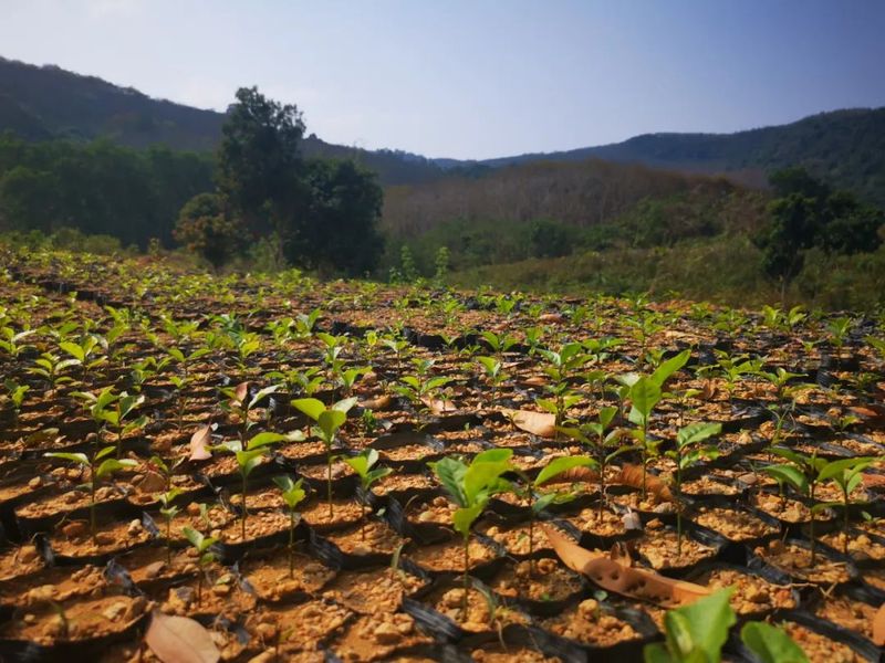 有关于南开乡革新村雨林古树茶产业步入快车道的消息(3)