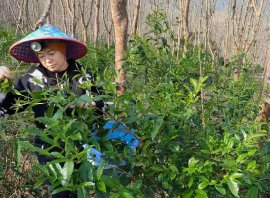 有关于南开乡革新村雨林古树茶产业步入快车道的消息