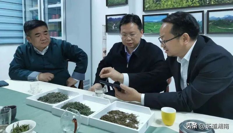 有关于湘西自治州政府党组成员、副州长刘冬生调研湘西州茶产业发展的相关内容(1)