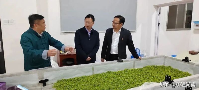 有关于湘西自治州政府党组成员、副州长刘冬生调研湘西州茶产业发展的相关内容