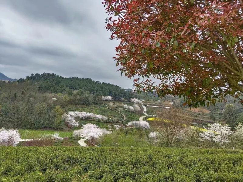 有关于胡继承一行赴余庆县调研茶产业的相关信息(6)