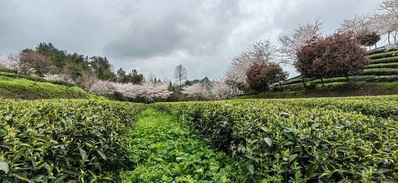 有关于胡继承一行赴余庆县调研茶产业的相关信息(2)