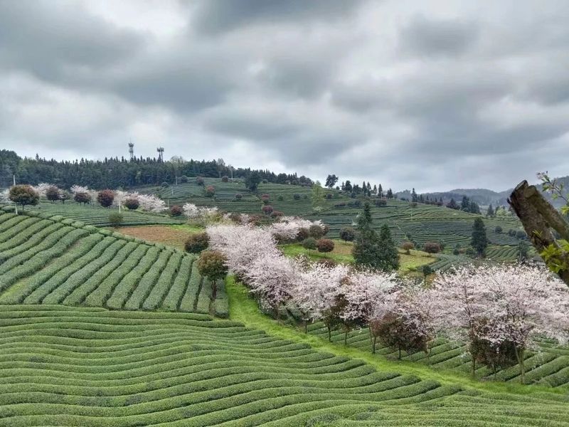 有关于胡继承一行赴余庆县调研茶产业的相关信息(5)