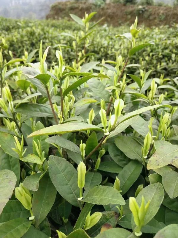 有关于胡继承一行赴余庆县调研茶产业的相关信息(7)