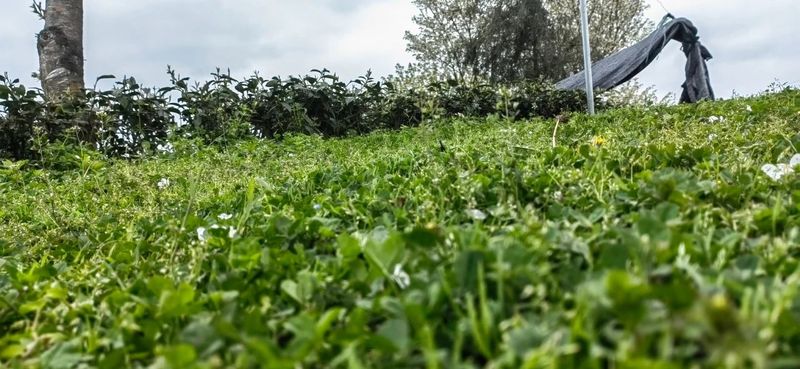 有关于胡继承一行赴余庆县调研茶产业的相关信息(1)