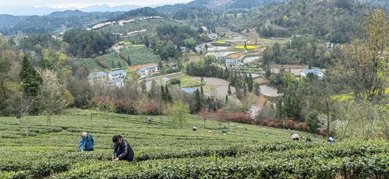 有关于胡继承一行赴余庆县调研茶产业的相关信息