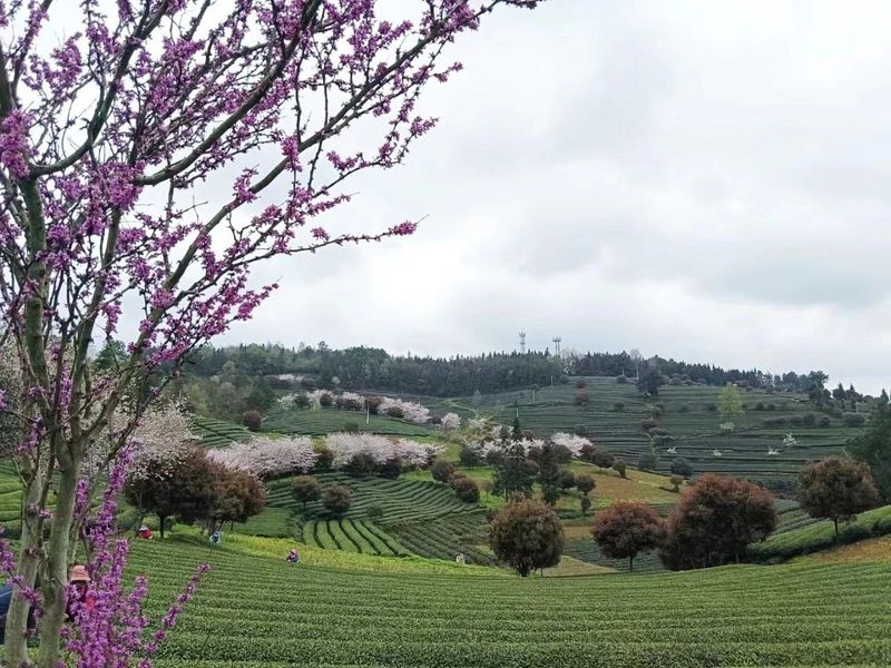 有关于胡继承一行赴余庆县调研茶产业的相关信息(4)