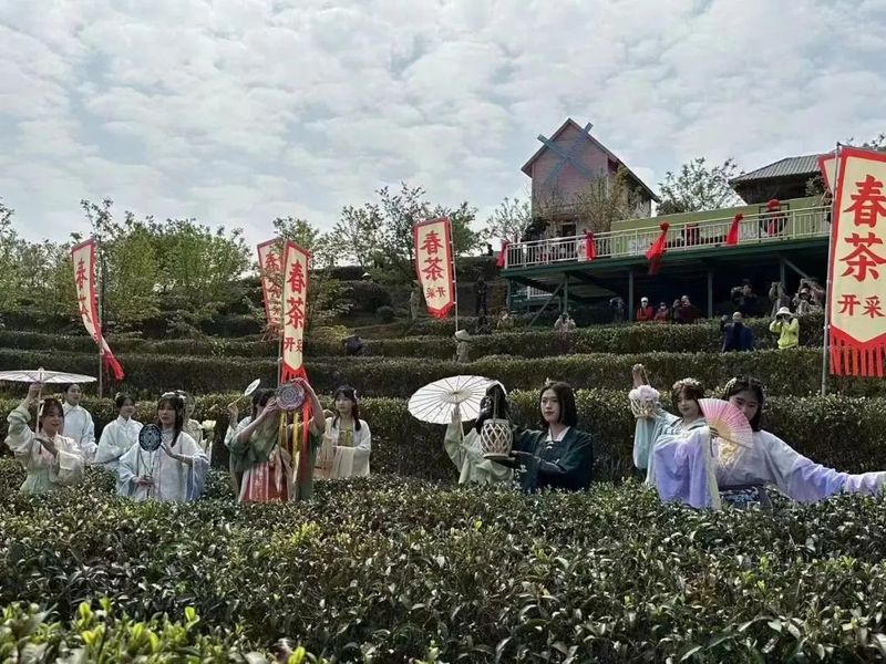 关于“香”约福建：福州春茶开采正当时的最新消息(8)