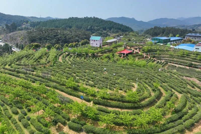 关于“香”约福建：福州春茶开采正当时的最新消息(2)