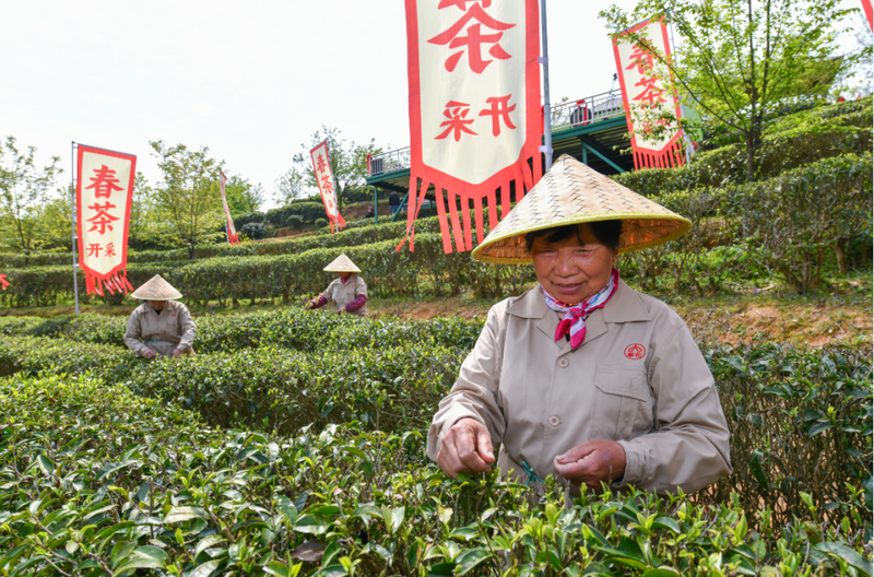 关于“香”约福建：福州春茶开采正当时的最新消息(12)