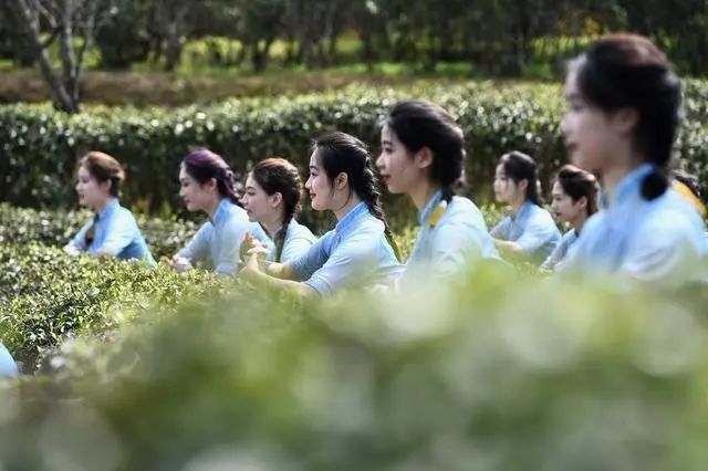 关于“香”约福建：福州春茶开采正当时的最新消息(1)