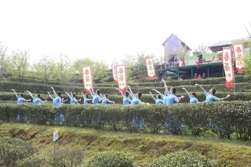 关于“香”约福建：福州春茶开采正当时的最新消息(7)