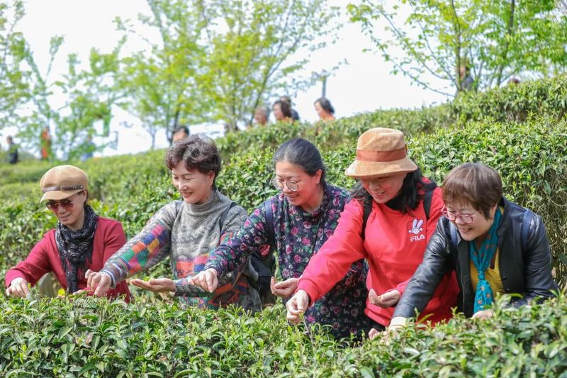 关于“香”约福建：福州春茶开采正当时的最新消息(10)