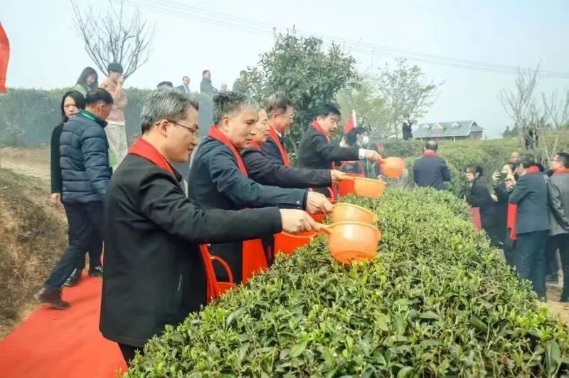 关于“香”约福建：福州春茶开采正当时的最新消息(6)