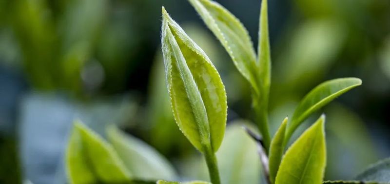 有关于松溪县万亩茶园春茶进入采摘季 茶农笑开颜的相关内容(1)