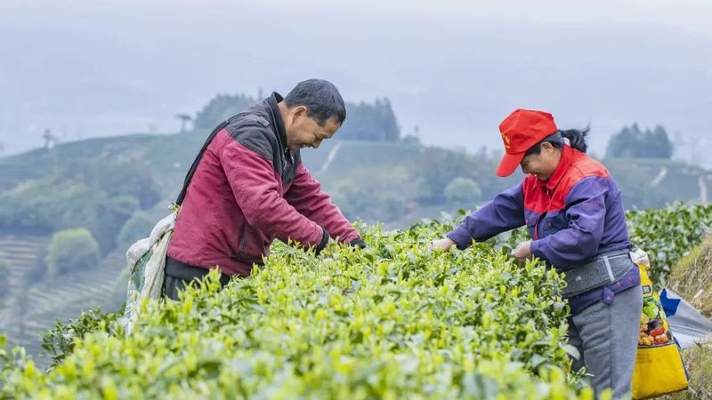 有关于松溪县万亩茶园春茶进入采摘季 茶农笑开颜的相关内容