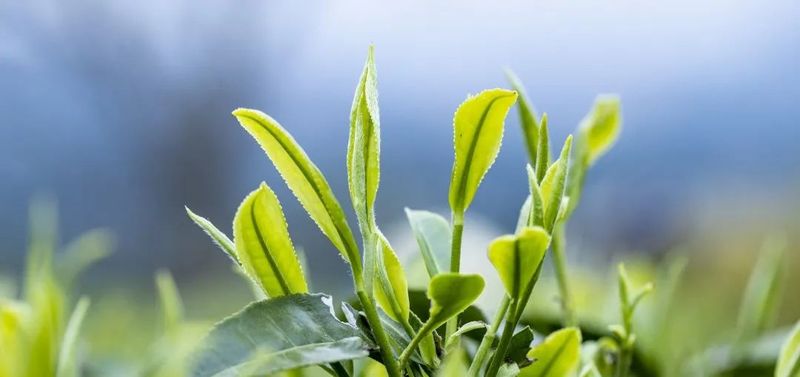 有关于松溪县万亩茶园春茶进入采摘季 茶农笑开颜的相关内容(3)