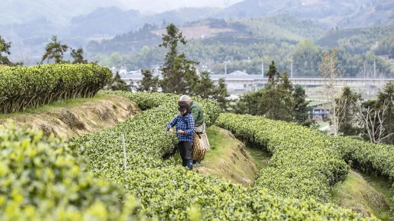 有关于松溪县万亩茶园春茶进入采摘季 茶农笑开颜的相关内容(7)