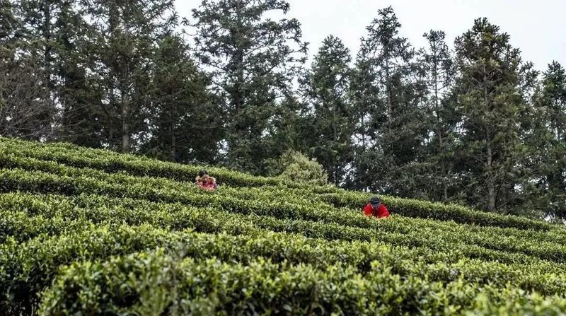 有关于松溪县万亩茶园春茶进入采摘季 茶农笑开颜的相关内容(4)