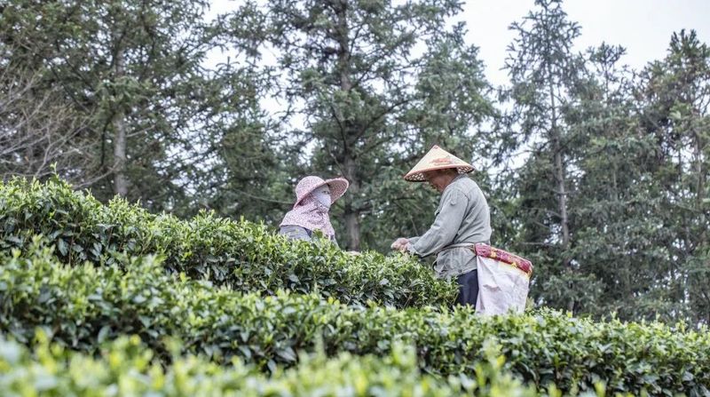 有关于松溪县万亩茶园春茶进入采摘季 茶农笑开颜的相关内容(5)