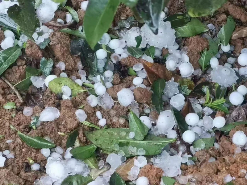 关于冰雹暴雨突袭福鼎产区，对茶叶产量将有大幅影响的相关内容(1)