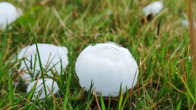 关于冰雹暴雨突袭福鼎产区，对茶叶产量将有大幅影响的相关内容
