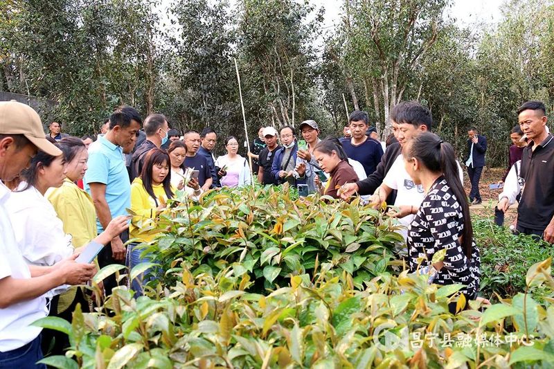 关于昌宁：80名茶农外出“取经”开眼界的最新消息