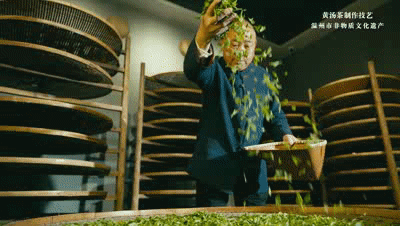 有关于平阳黄汤，平阳非遗·传承笔记 ，杯中黄金 茗香大地的信息(4)