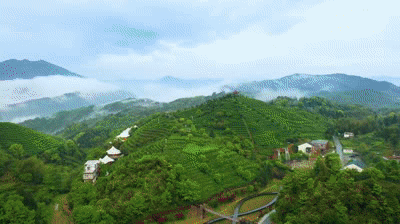 有关于平阳黄汤，平阳非遗·传承笔记 ，杯中黄金 茗香大地的信息