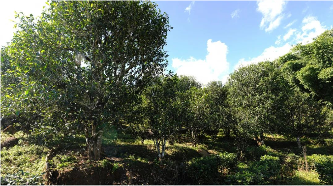 有关于春茶来了 临沧市临翔区春茶开采仪式在邦东举办的消息(3)