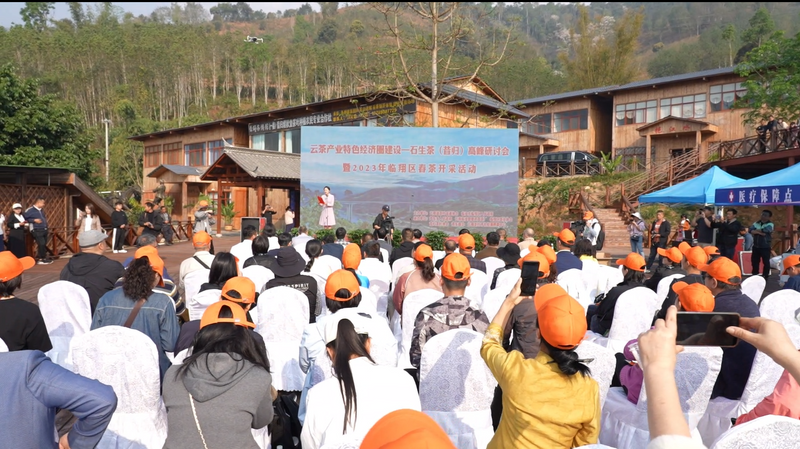 有关于春茶来了 临沧市临翔区春茶开采仪式在邦东举办的消息