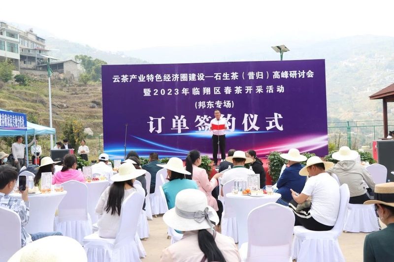 有关于春茶来了 临沧市临翔区春茶开采仪式在邦东举办的消息(4)