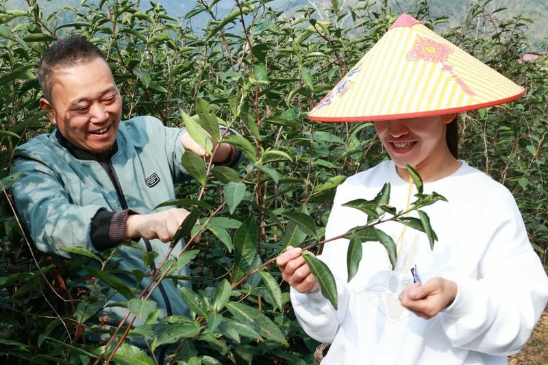 有关于松溪：春茶开采 “九龙大白”成新宠的内容(1)