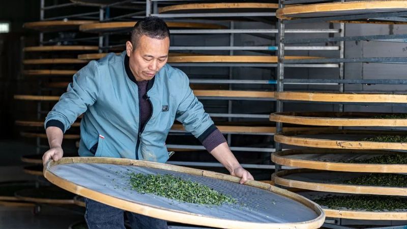 有关于松溪：春茶开采 “九龙大白”成新宠的内容(3)