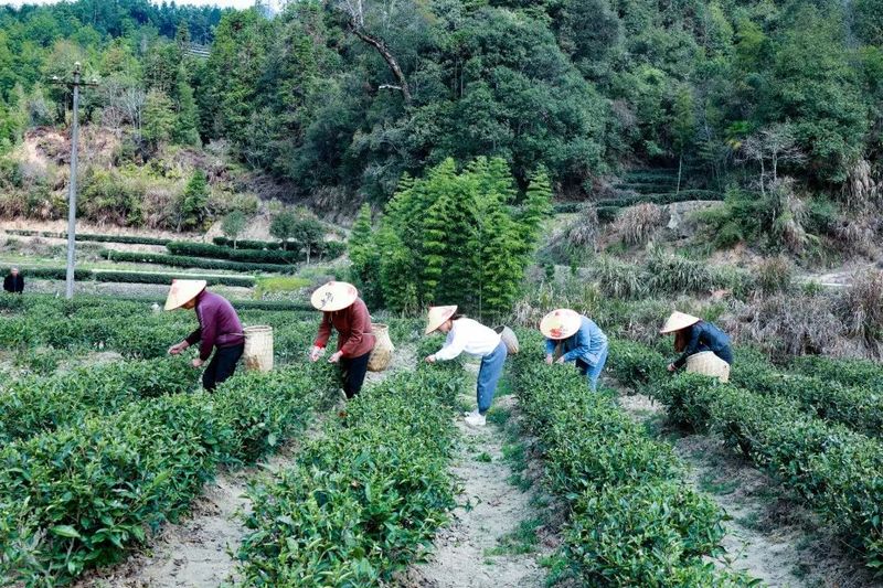 有关于松溪：春茶开采 “九龙大白”成新宠的内容(4)
