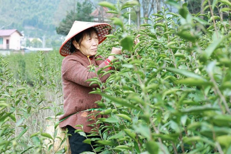 有关于松溪：春茶开采 “九龙大白”成新宠的内容(2)