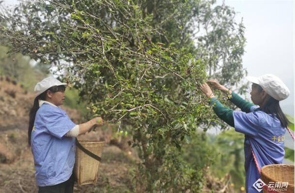 关于镇沅千家寨:茶香溢满致富路的相关信息