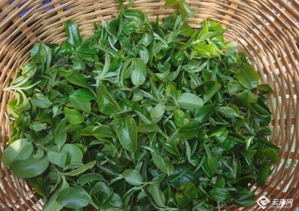 关于镇沅千家寨:茶香溢满致富路的相关信息(1)